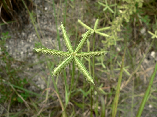 {Dactyloctenium aegyptium}